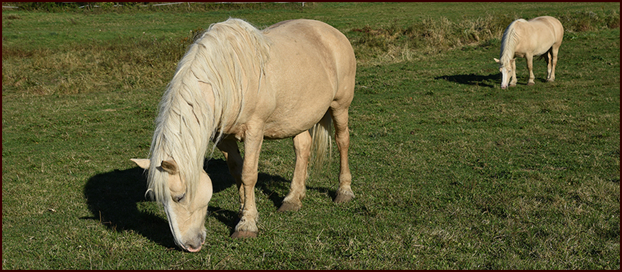 Footer image - Cornstalk Pony